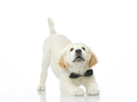 El estiramiento en perros: ¿un simple desperezo o un mensaje? 4