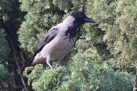 La corneja cenicienta: una especie en expansión en Barcelona