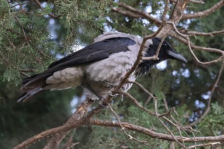 La corneja cenicienta: una especie en expansión en Barcelona