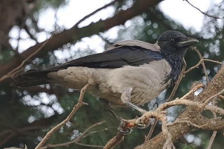 La corneja cenicienta: una especie en expansión en Barcelona