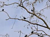 corneja cenicienta: especie expansión Barcelona