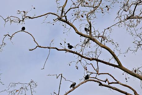 La corneja cenicienta: una especie en expansión en Barcelona