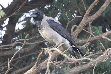 La corneja cenicienta: una especie en expansión en Barcelona