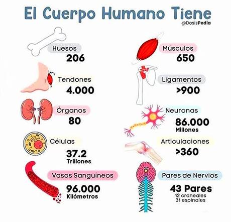 El Cuerpo Humano: todo un universo El Cuerpo Humano: todo un universo