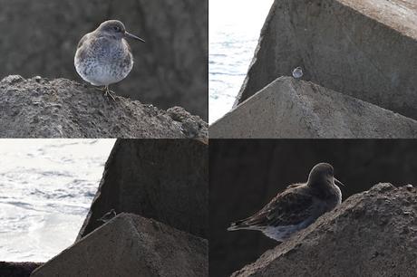 La persistencia del Calidris maritima en la escollera del Port Olímpic