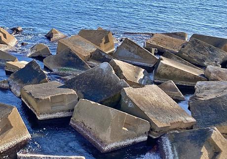 La persistencia del Calidris maritima en la escollera del Port Olímpic