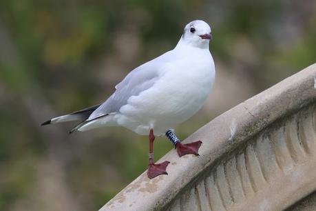 La Gaviota Reidora  NH51 y  los Tercios Españoles