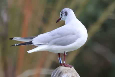 La Gaviota Reidora  NH51 y  los Tercios Españoles