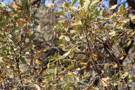 Avistamiento del mosquitero bilistado  en Barcelona: Parc de Cervantes