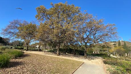 Avistamiento del mosquitero bilistado  en Barcelona: Parc de Cervantes