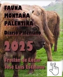 Fauna Montaña Palentina - Araña