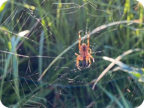 Fauna Montaña Palentina - Araña