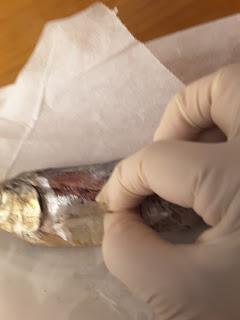 ENSALADA DE NARANJA Y ARENQUES CON CEBOLLETA