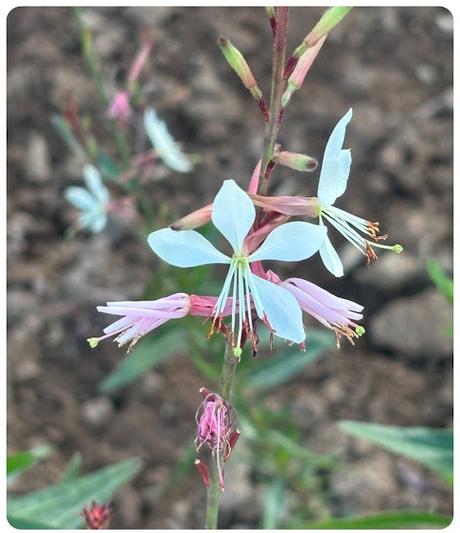 Flores-de-Enero Flores-de-Enero