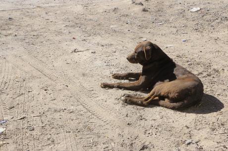 Villa de Pozos impulsará campaña de esterilización canina y felina