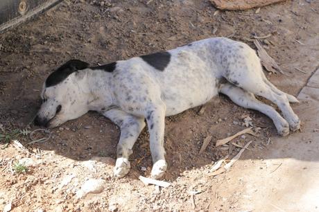 Villa de Pozos impulsará campaña de esterilización canina y felina