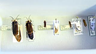 Instituto de Biología describe nuevas especies de luciérnagas y polilla medidora Instituto de Biología describe nuevas especies de luciérnagas y polilla medidora