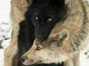 Lobos