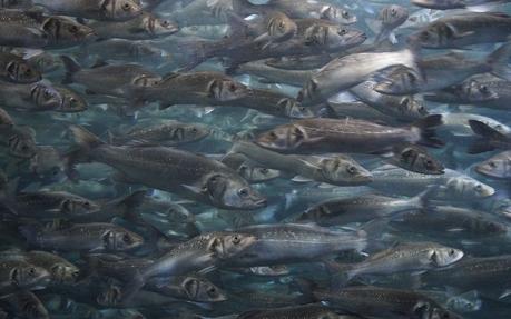 La amnesia generacional ambiental puede mitigarse mediante la implementación de estrategias integrales que incluyen la conservación y la restauración ambiental