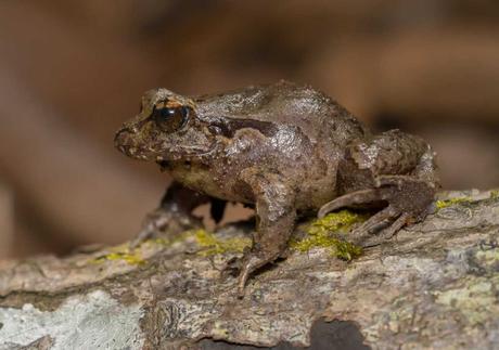 Colbún recibe reconocimiento internacional por su estrategia de biodiversidad