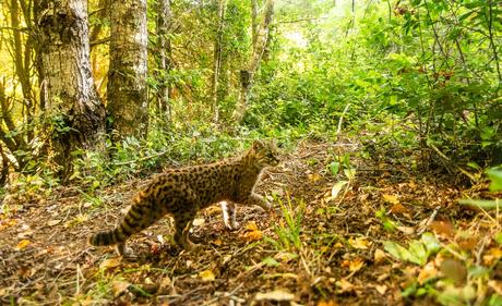 Colbún recibe reconocimiento internacional por su estrategia de biodiversidad