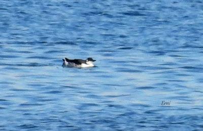 ENERO EN LOS HUMEDALES DE CANTABRIA
