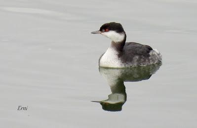 ENERO EN LOS HUMEDALES DE CANTABRIA