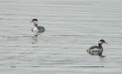 ENERO EN LOS HUMEDALES DE CANTABRIA