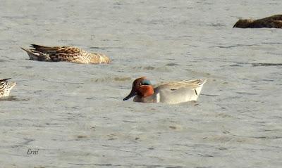ENERO EN LOS HUMEDALES DE CANTABRIA