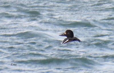 ENERO EN LOS HUMEDALES DE CANTABRIA