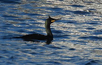 ENERO EN LOS HUMEDALES DE CANTABRIA