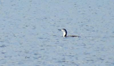 ENERO EN LOS HUMEDALES DE CANTABRIA