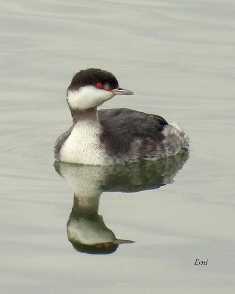 ENERO EN LOS HUMEDALES DE CANTABRIA