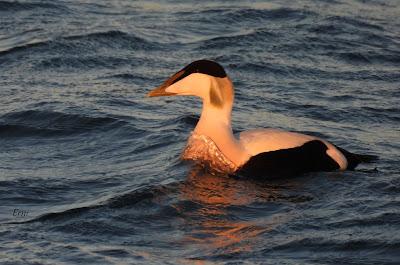 ENERO EN LOS HUMEDALES DE CANTABRIA