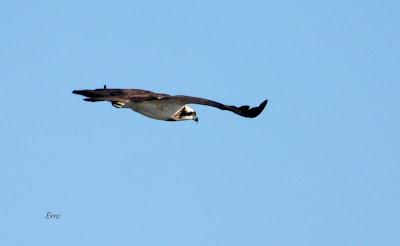 ENERO EN LOS HUMEDALES DE CANTABRIA