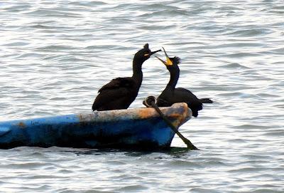 ENERO EN LOS HUMEDALES DE CANTABRIA