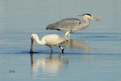 ENERO EN LOS HUMEDALES DE CANTABRIA