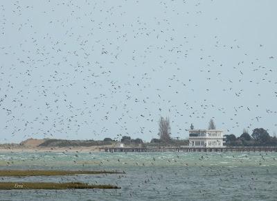 ENERO EN LOS HUMEDALES DE CANTABRIA