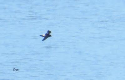 ENERO EN LOS HUMEDALES DE CANTABRIA