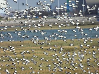 ENERO EN LOS HUMEDALES DE CANTABRIA