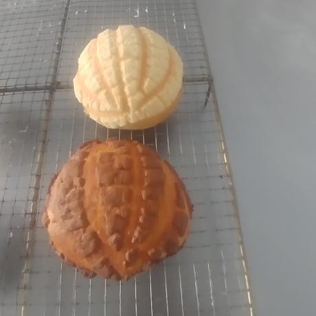 CONCHAS MEXICANAS