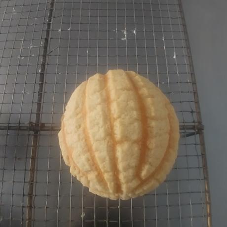CONCHAS MEXICANAS