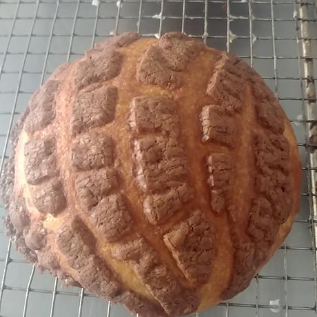 CONCHAS MEXICANAS