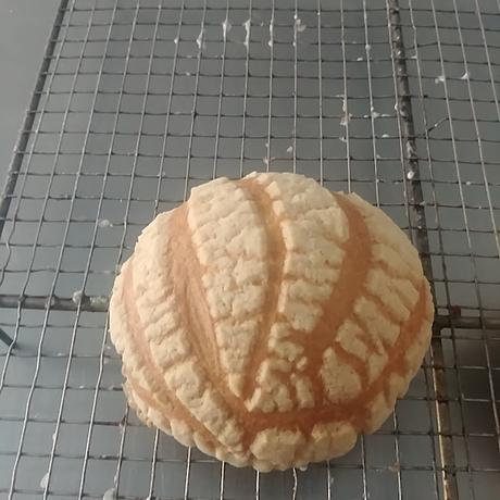 CONCHAS MEXICANAS