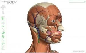 3D en la web, ¿qué tecnología usar? Captura de pantalla de Zygote Body
