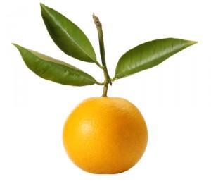 31 300x261 La bergamota