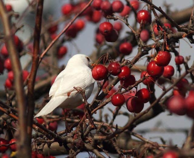 EL DIA DEL MIRLO-TURDUS MERULA