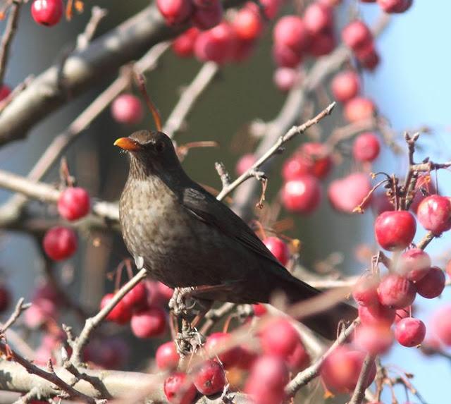 EL DIA DEL MIRLO-TURDUS MERULA