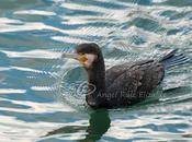 Cormorán grande...