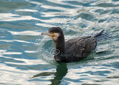 Cormorán grande...